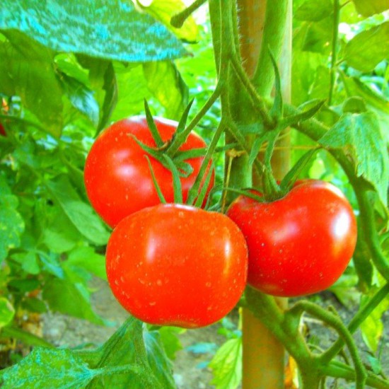 Orobanche, il parassita 'succiamele' che minaccia i pomodori: ecco come prevenirlo